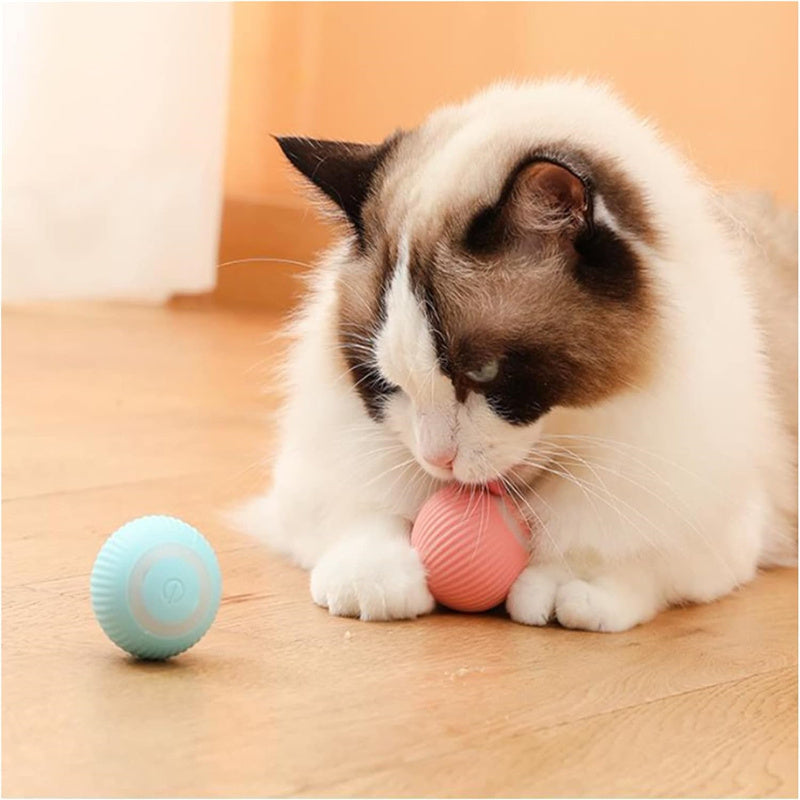 Orbita Pet
