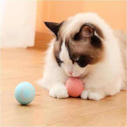 Orbita Pet